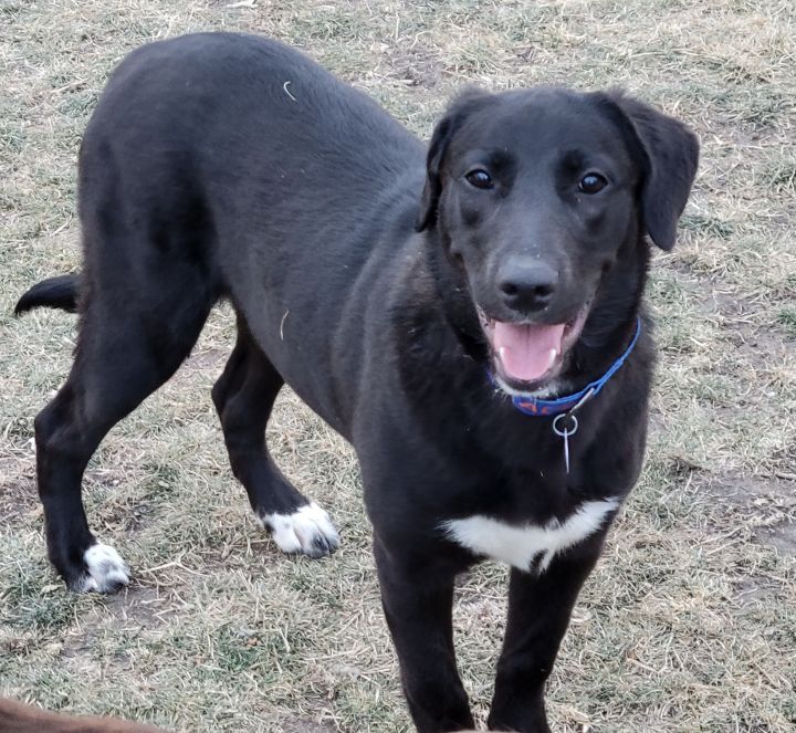 Lily, an adopted Labrador Retriever Mix in Omaha, NE_image-3
