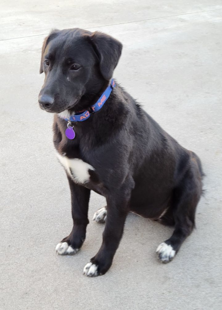 Lily, an adopted Labrador Retriever Mix in Omaha, NE_image-4