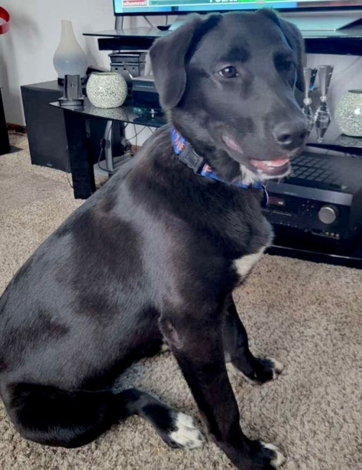 Lily, an adopted Labrador Retriever Mix in Omaha, NE_image-6