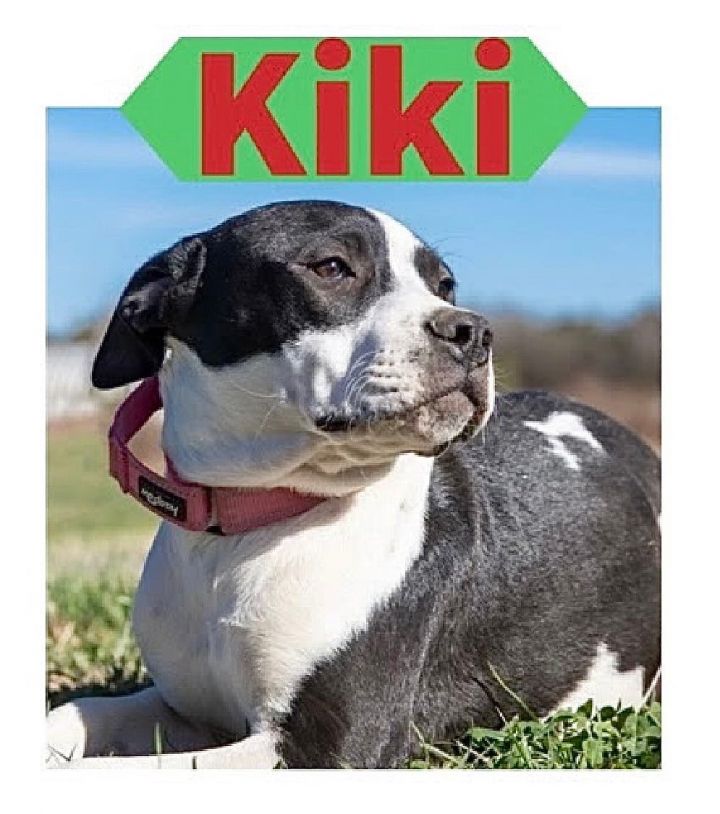 Kiki, an adopted Pit Bull Terrier & Labrador Retriever Mix in Omaha, NE_image-1