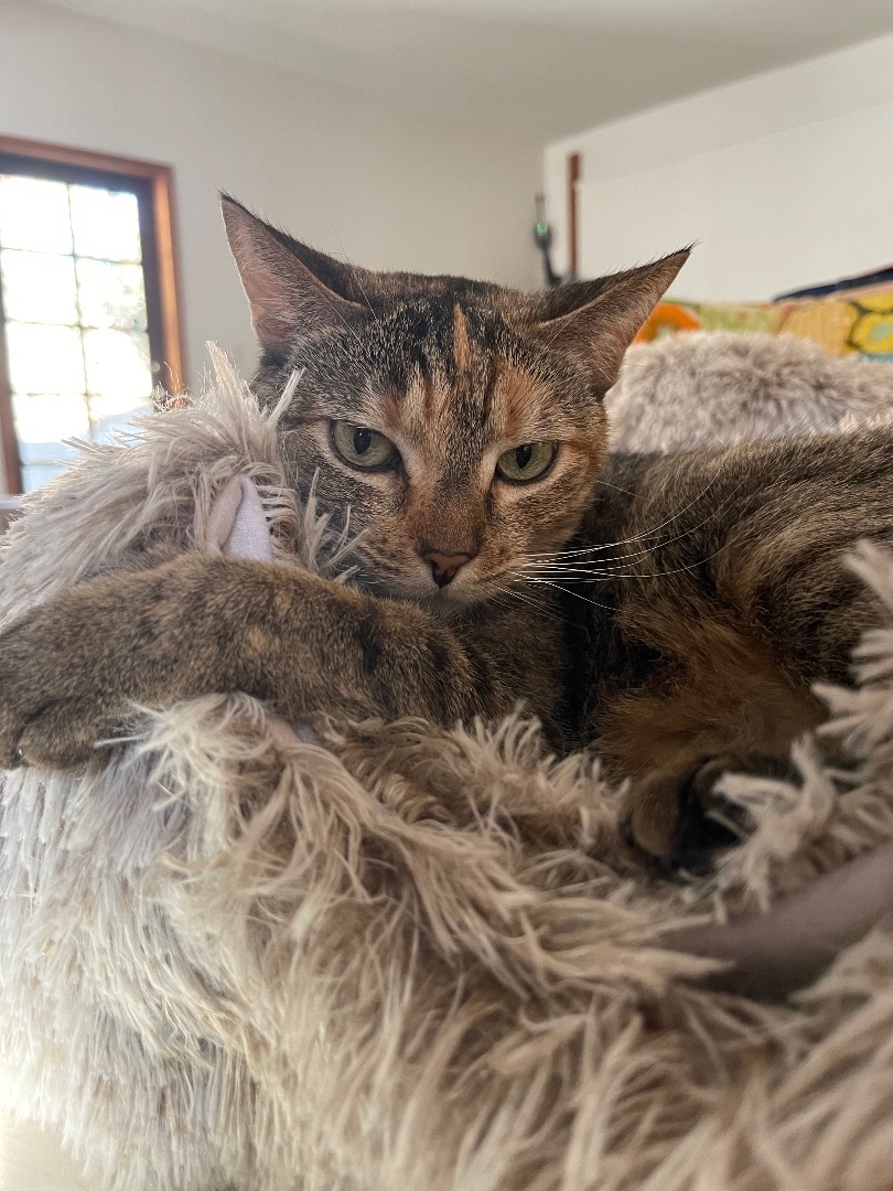 Tabby (& Teddy), an adoptable Domestic Short Hair, Tabby in Los Angeles, CA, 90035 | Photo Image 1