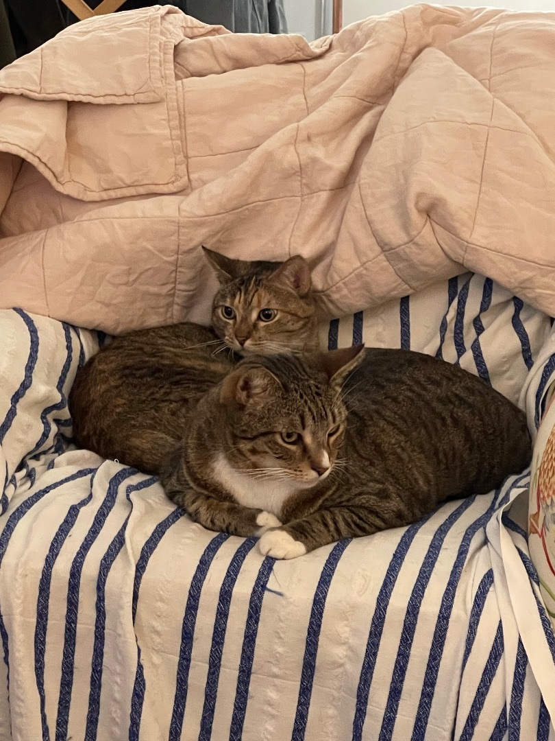 Tabby (& Teddy), an adoptable Domestic Short Hair, Tabby in Los Angeles, CA, 90035 | Photo Image 2