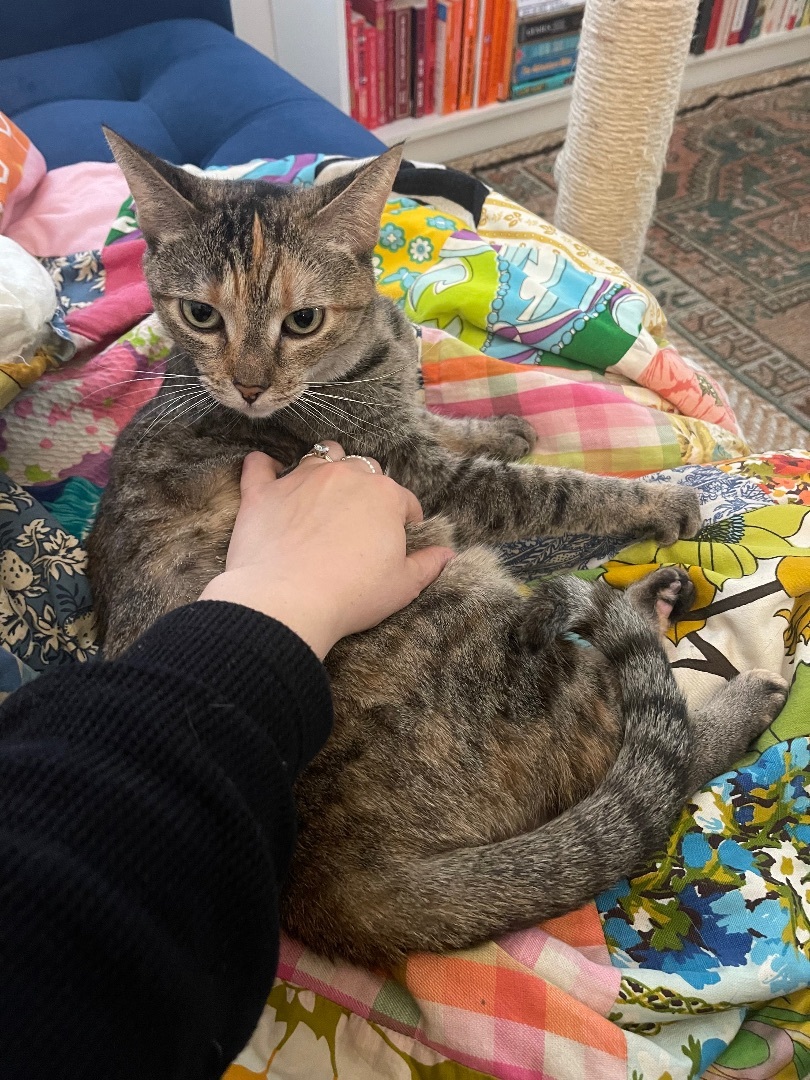Tabby (& Teddy), an adoptable Domestic Short Hair, Tabby in Los Angeles, CA, 90035 | Photo Image 3