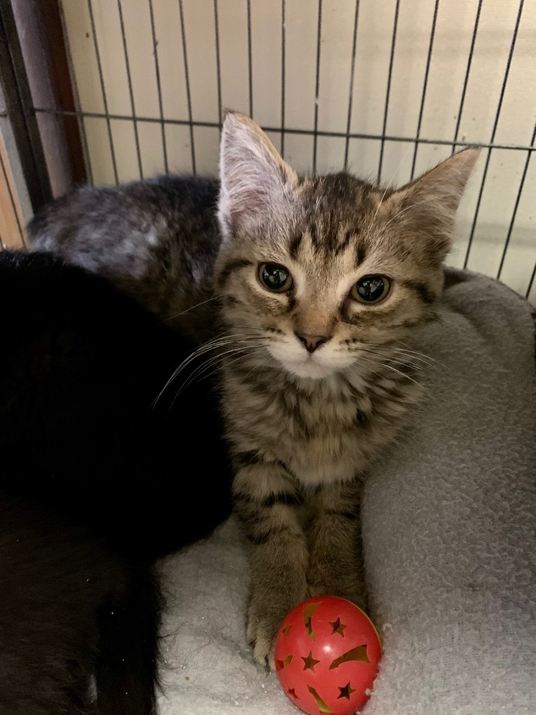 Stormy, an adoptable Domestic Short Hair in Portland, IN, 47371 | Photo Image 2