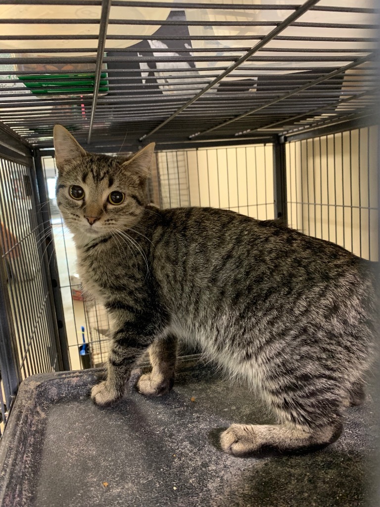 Stormy, an adoptable Domestic Short Hair in Portland, IN, 47371 | Photo Image 3