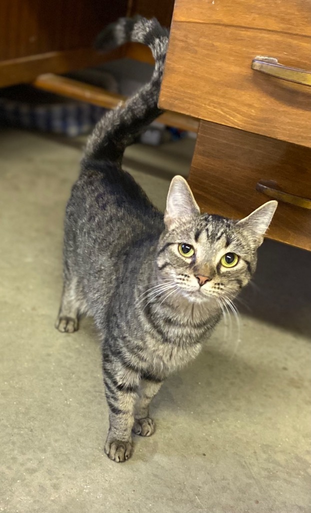 Stormy, an adoptable Domestic Short Hair in Portland, IN, 47371 | Photo Image 4