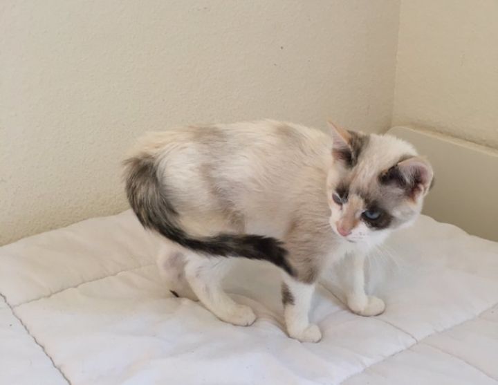 Sol, an adopted Domestic Short Hair & Siamese Mix in San Diego, CA_image-3
