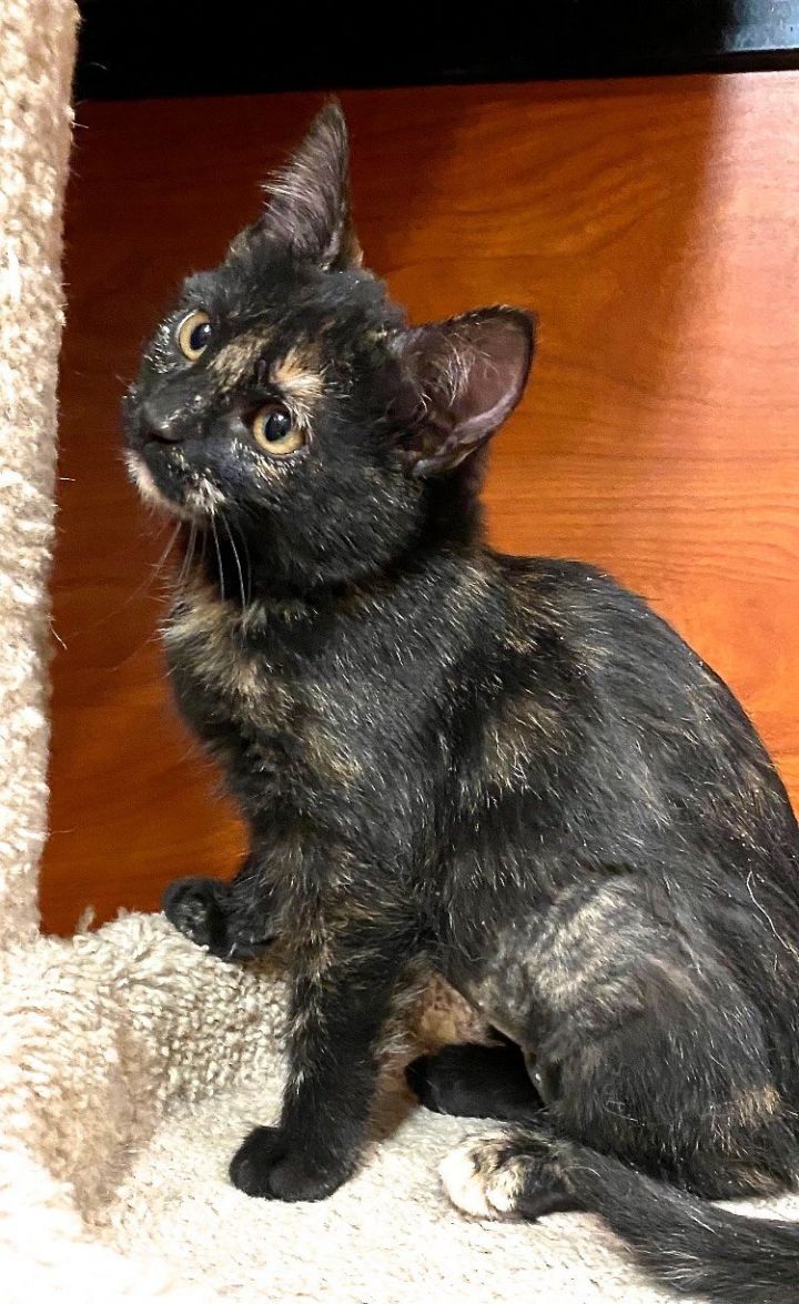 Eclipse, an adopted Domestic Short Hair & Tortoiseshell Mix in San Diego, CA_image-2