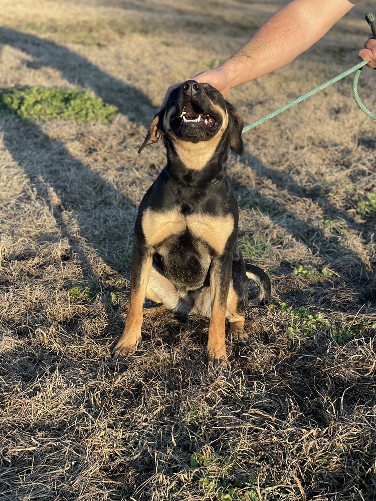 Pebbles (adoption fee reduced due to time at rescue), an adoptable German Shepherd Dog, Shepherd in Sharon, VT, 05065 | Photo Image 4