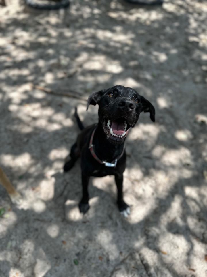 Dale, an adoptable Labrador Retriever Mix in Fulton, TX_image-1