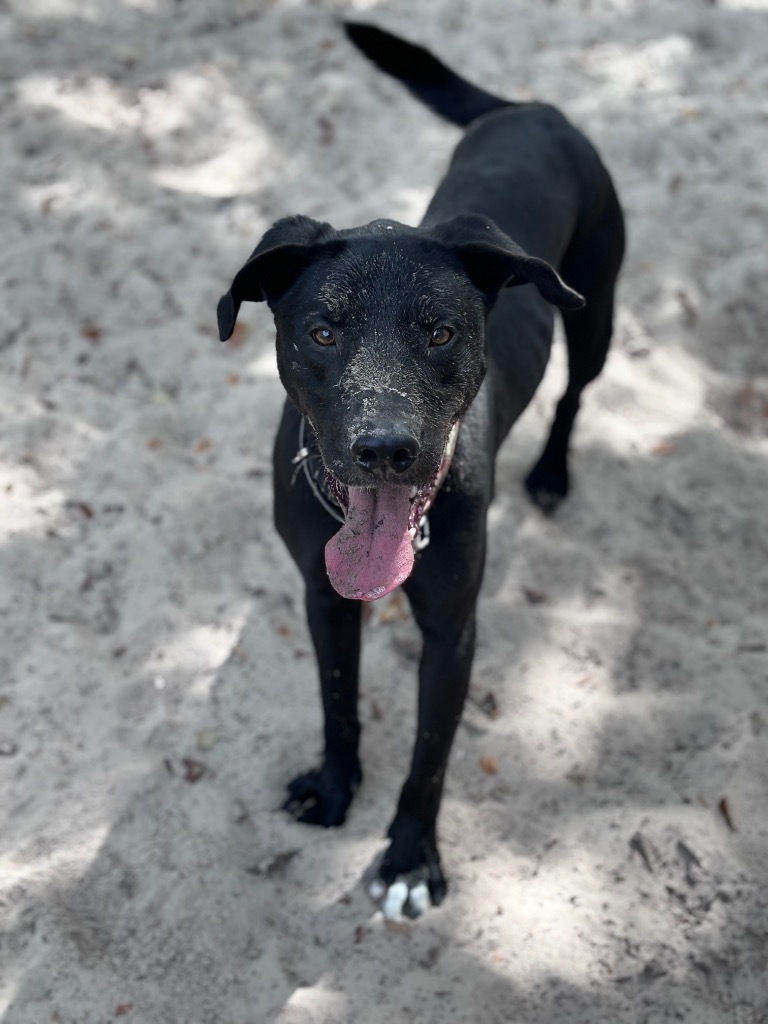 Dale, an adoptable Labrador Retriever in Fulton, TX, 78358 | Photo Image 1