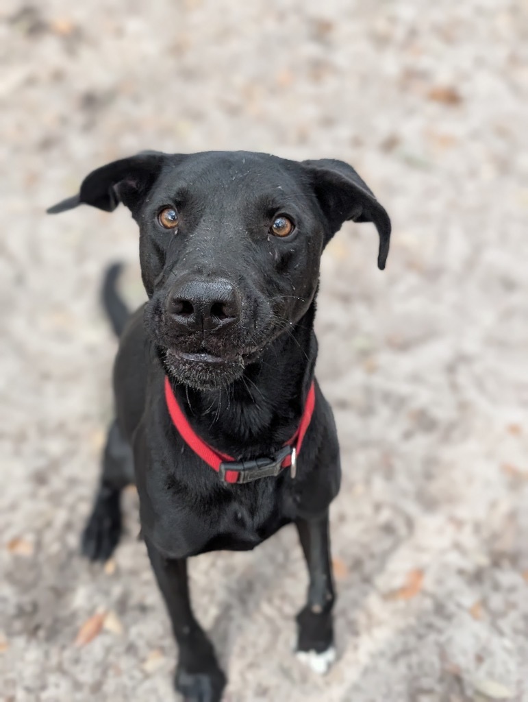 Dale, an adoptable Labrador Retriever in Fulton, TX, 78358 | Photo Image 1