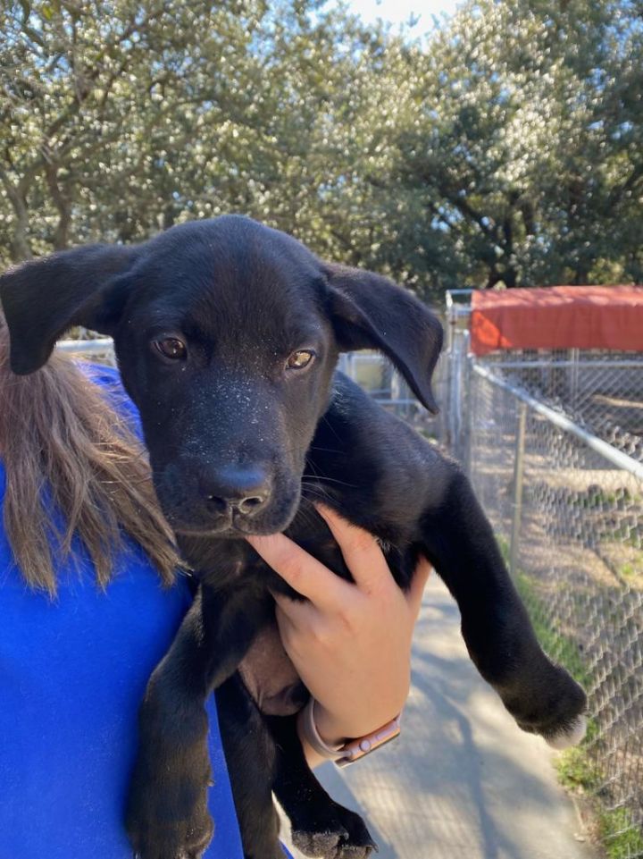 Dale, an adoptable Labrador Retriever Mix in Fulton, TX_image-2