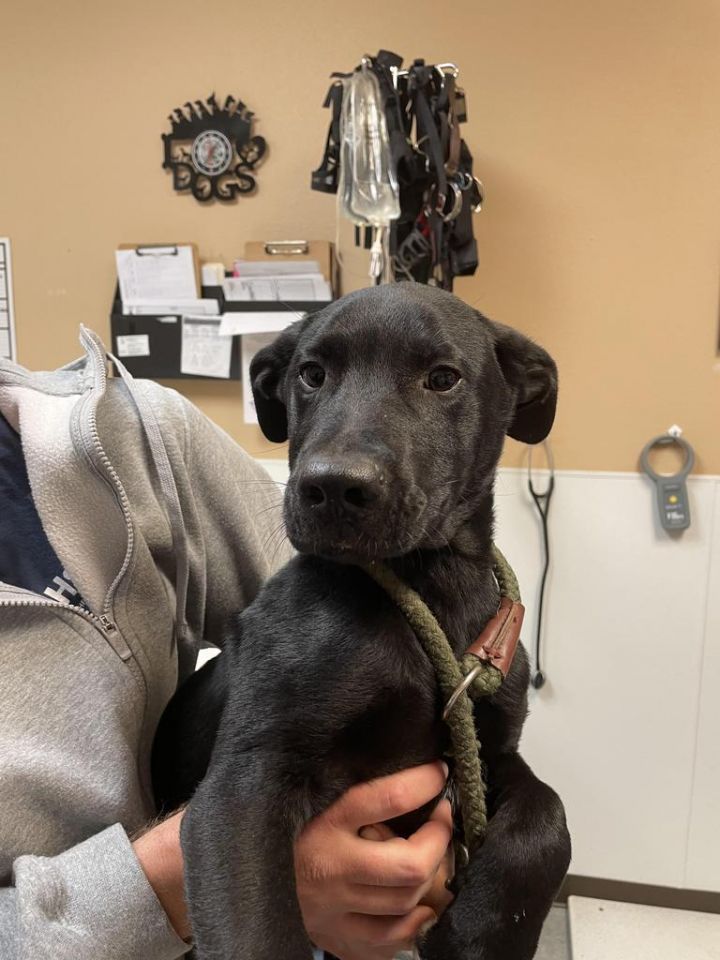 Dale, an adoptable Labrador Retriever Mix in Fulton, TX_image-3