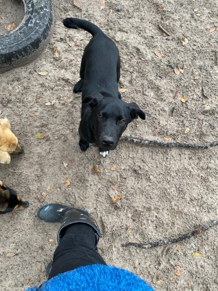 Dale, an adoptable Labrador Retriever Mix in Fulton, TX_image-4