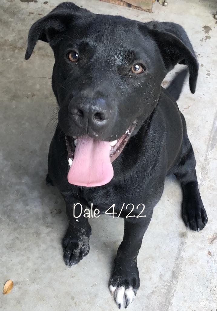 Dale, an adoptable Labrador Retriever in Fulton, TX, 78358 | Photo Image 5