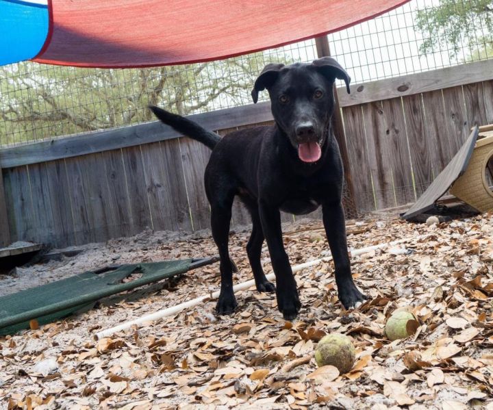 Dale, an adoptable Labrador Retriever Mix in Fulton, TX_image-6