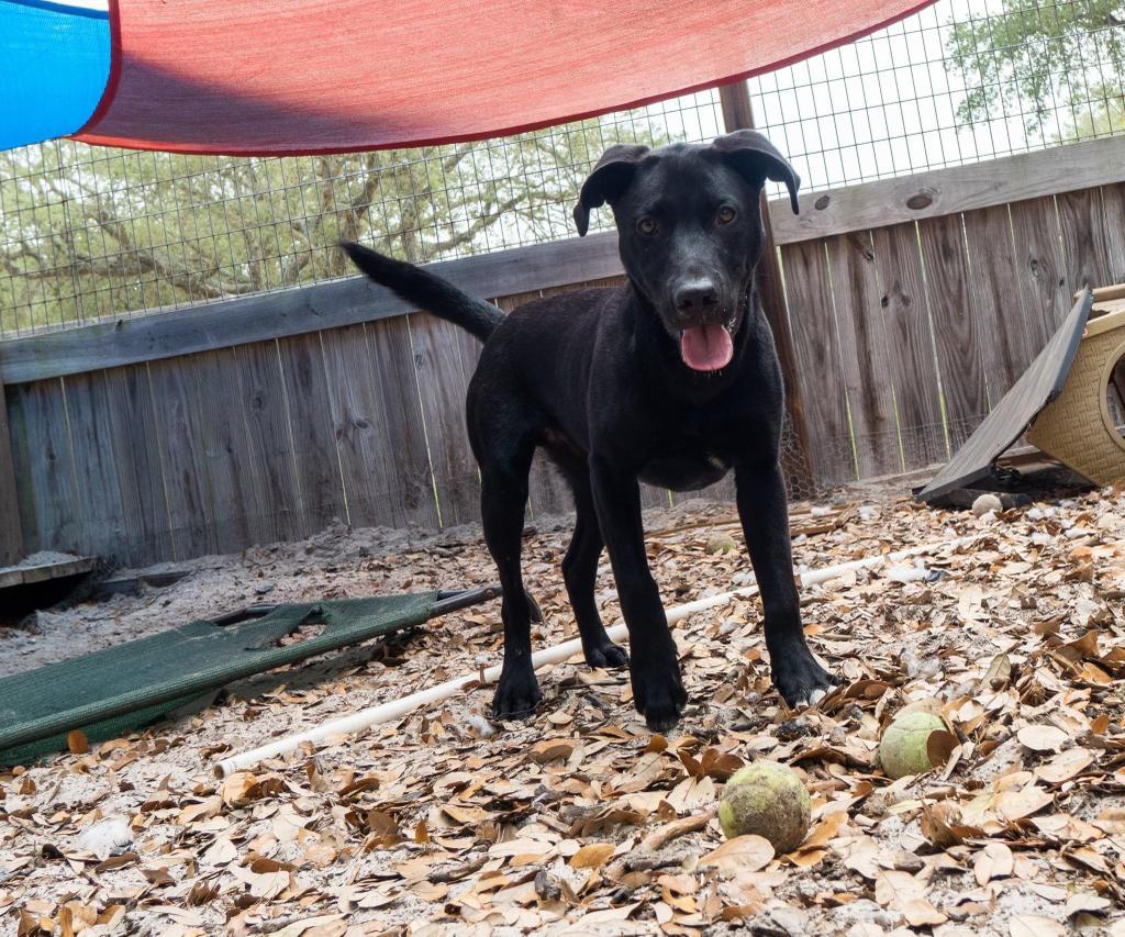 Dale, an adoptable Labrador Retriever in Fulton, TX, 78358 | Photo Image 6