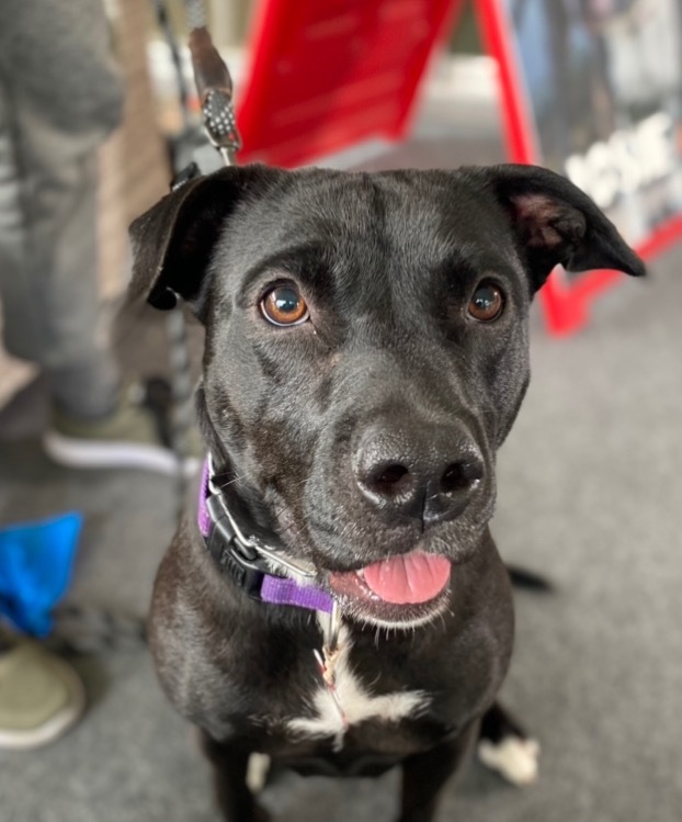 Halsey - Foster or Adopt Me! 1