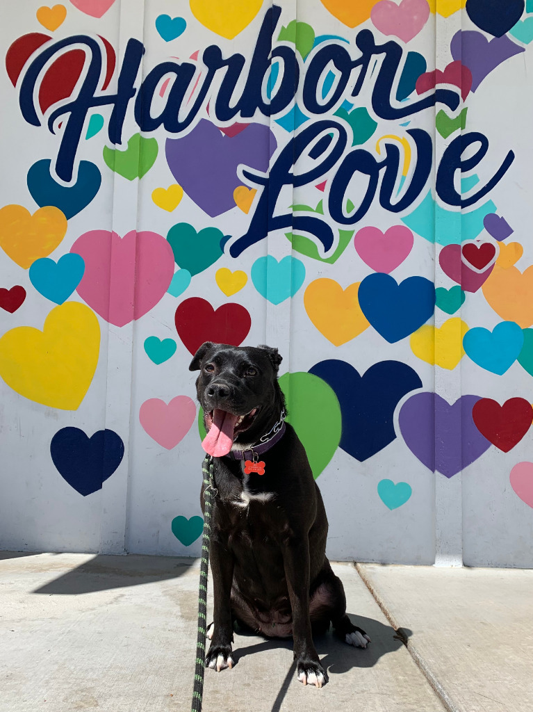 Halsey - Foster or Adopt Me!