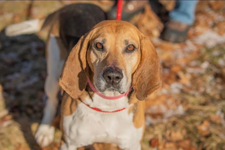 Etta James, an adopted Treeing Walker Coonhound in Northwood, NH_image-1