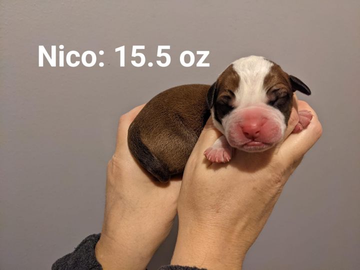 Nico 3