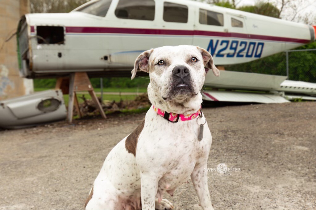 Natasha, an adoptable American Staffordshire Terrier, Golden Retriever in Dayton, OH, 45429 | Photo Image 4