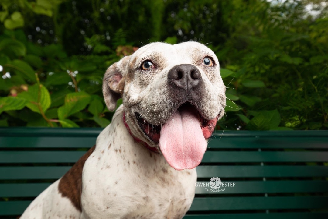 Natasha, an adoptable American Staffordshire Terrier, Golden Retriever in Dayton, OH, 45429 | Photo Image 6