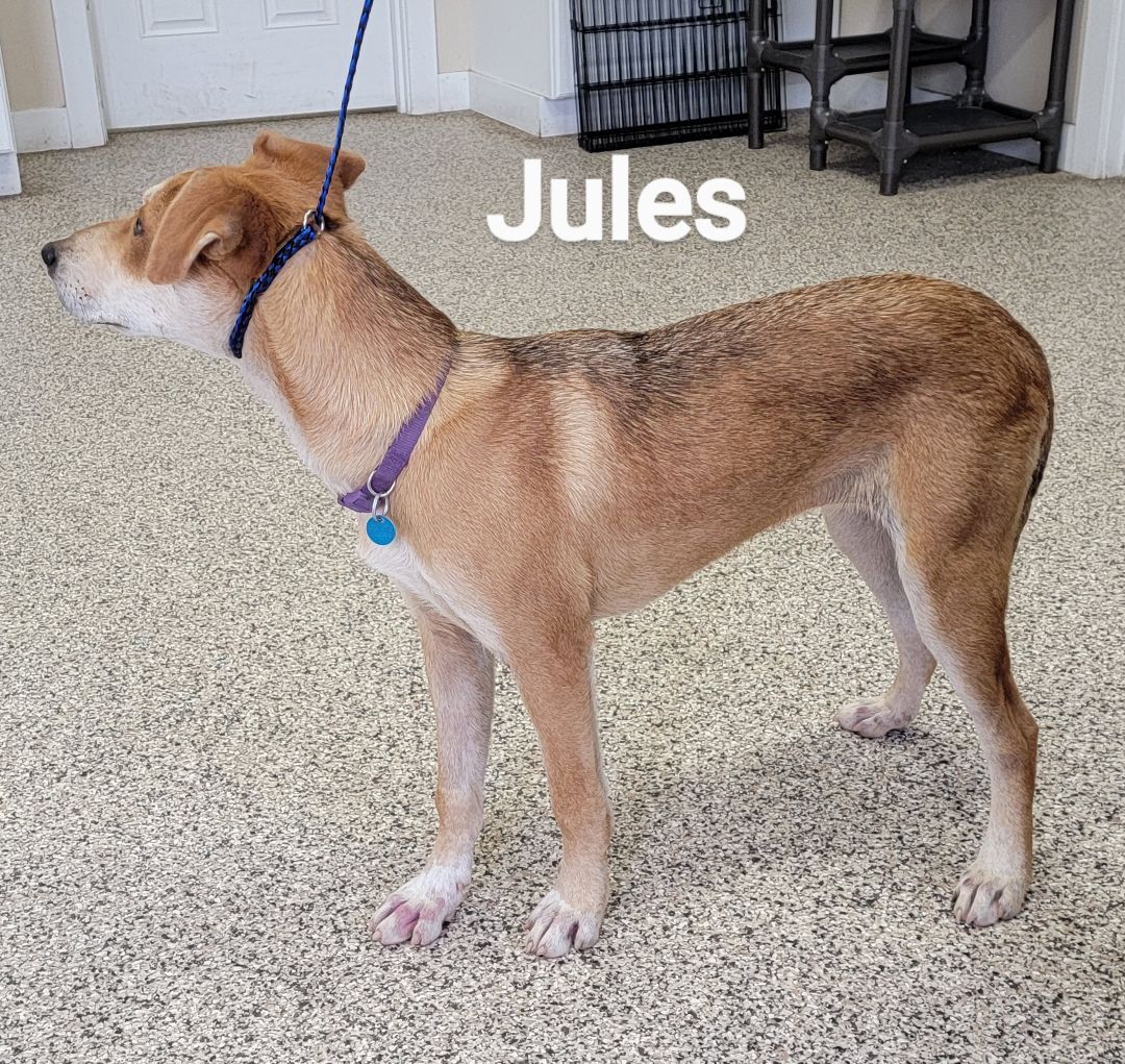 Jules PUPDATE, an adoptable Labrador Retriever, German Shepherd Dog in Madras, OR, 97741 | Photo Image 4