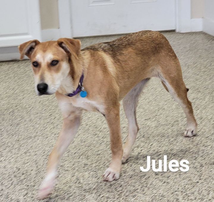 Jules, an adoptable Labrador Retriever & German Shepherd Dog Mix in Madras, OR_image-5