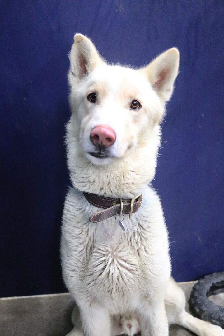 Oakley PUPDATE, an adoptable Siberian Husky Mix in Madras, OR_image-5
