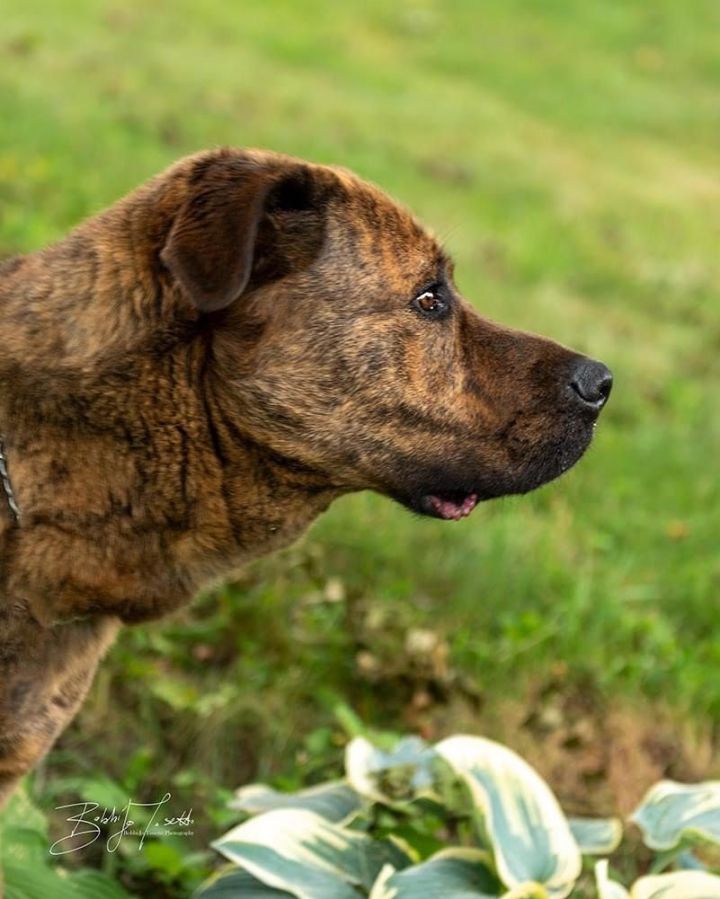James Dean - ADOPTION PENDING!, an adoptable Mastiff & German Shepherd Dog Mix in Vienna, ON_image-4
