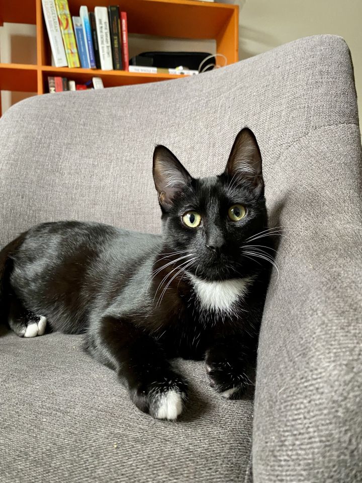 Sgt. Pepper, an adoptable Domestic Short Hair & Tuxedo Mix in Los Angeles, CA_image-3