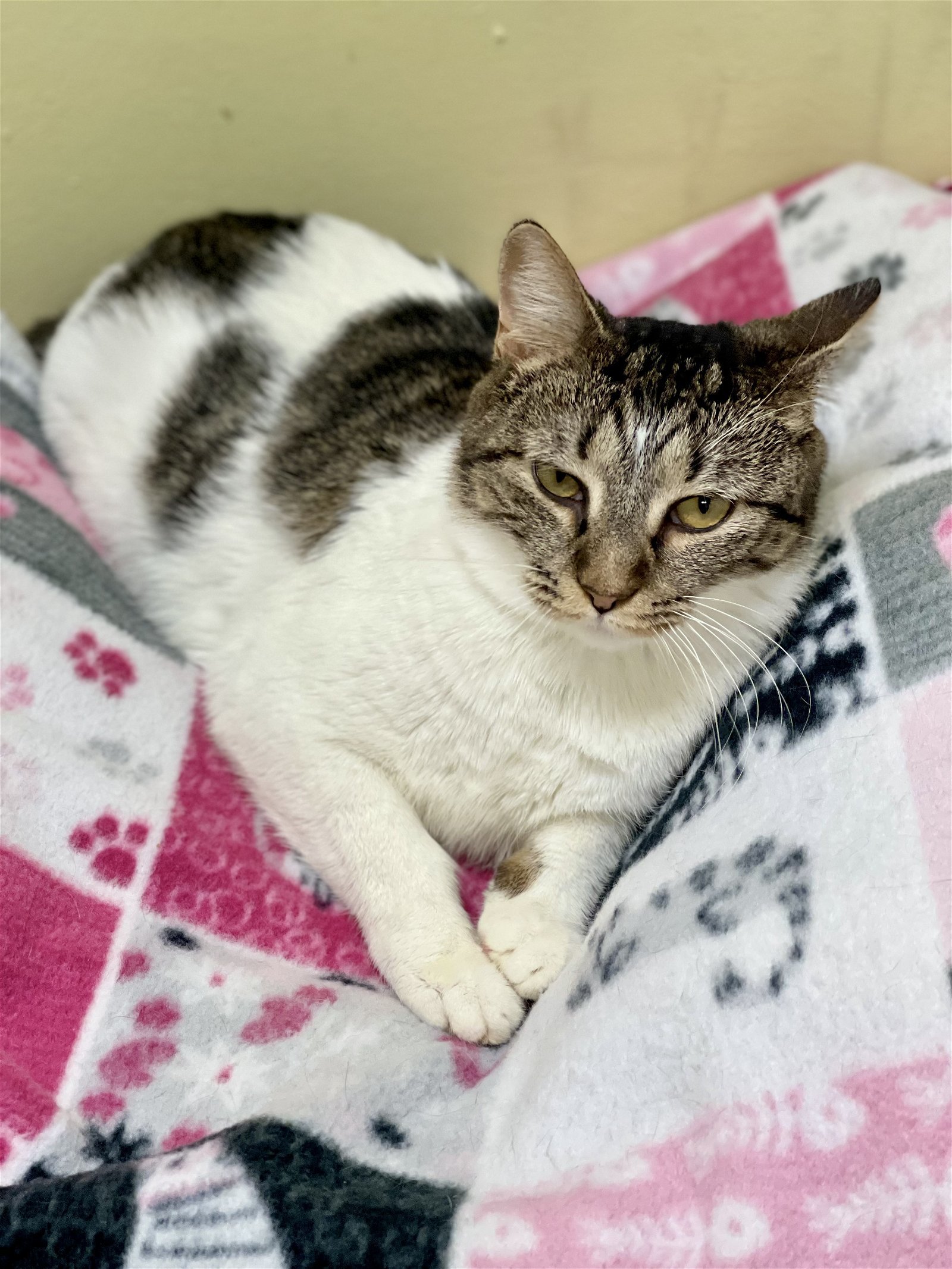 CALLIE, an adoptable Domestic Short Hair in Seabrook, NH, 03874 | Photo Image 1