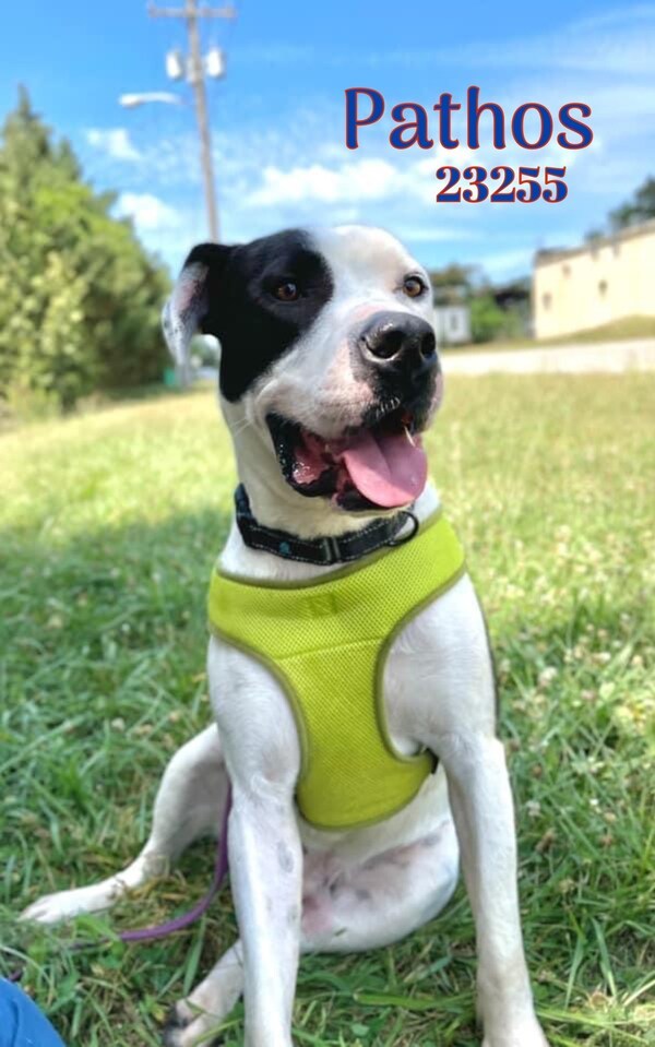 Pathos, an adoptable Pit Bull Terrier Mix in Oak Ridge, TN_image-1