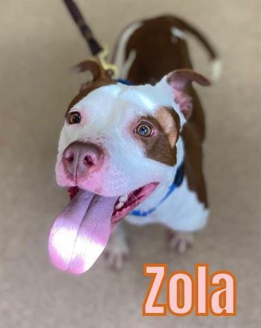 ZOLA