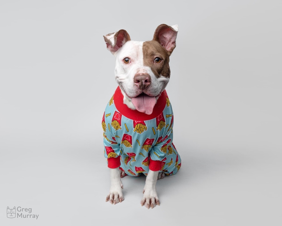 Smore, an adoptable Terrier, Pit Bull Terrier in Cleveland, OH, 44102 | Photo Image 1