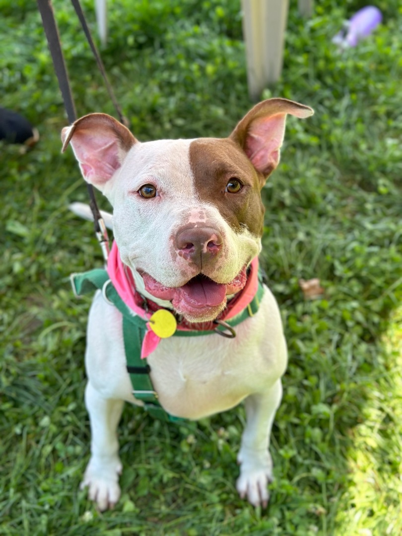 Smore, an adoptable Terrier, Pit Bull Terrier in Cleveland, OH, 44102 | Photo Image 2