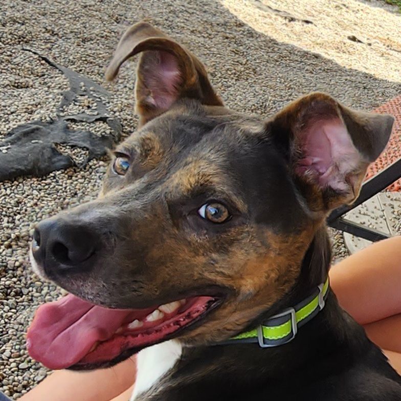 Dog for adoption Duke, a Boxer & Pit Bull Terrier Mix in Wahpeton, ND