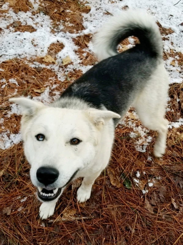 Charlie, an adoptable Siberian Husky, Shepherd in Millersville, MD, 21108 | Photo Image 1