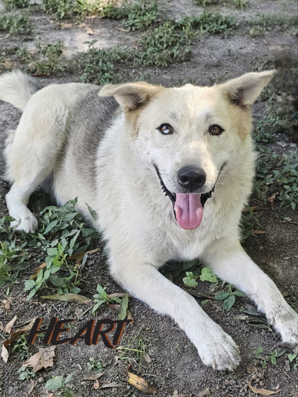 Charlie, an adoptable Siberian Husky, Shepherd in Millersville, MD, 21108 | Photo Image 1