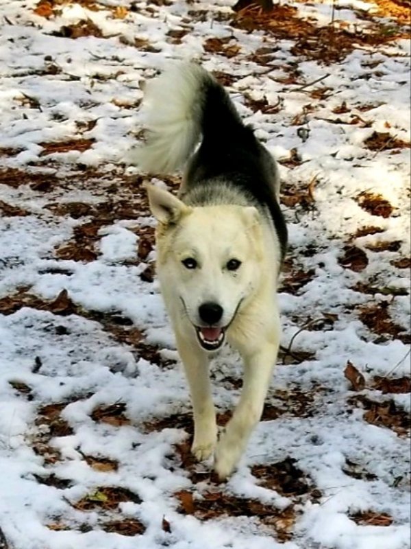 Charlie, an adoptable Siberian Husky in Millersville, MD, 21108 | Photo Image 2