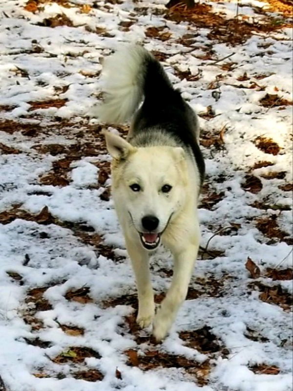 Charlie, an adoptable Siberian Husky, Shepherd in Millersville, MD, 21108 | Photo Image 2