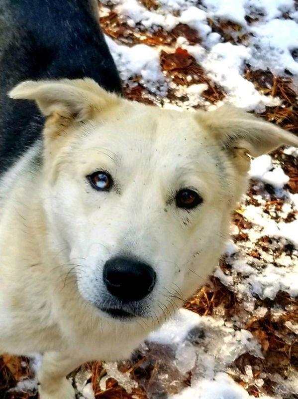 Charlie, an adoptable Siberian Husky, Shepherd in Millersville, MD, 21108 | Photo Image 3