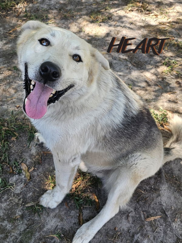 Charlie, an adoptable Siberian Husky, Shepherd in Millersville, MD, 21108 | Photo Image 3