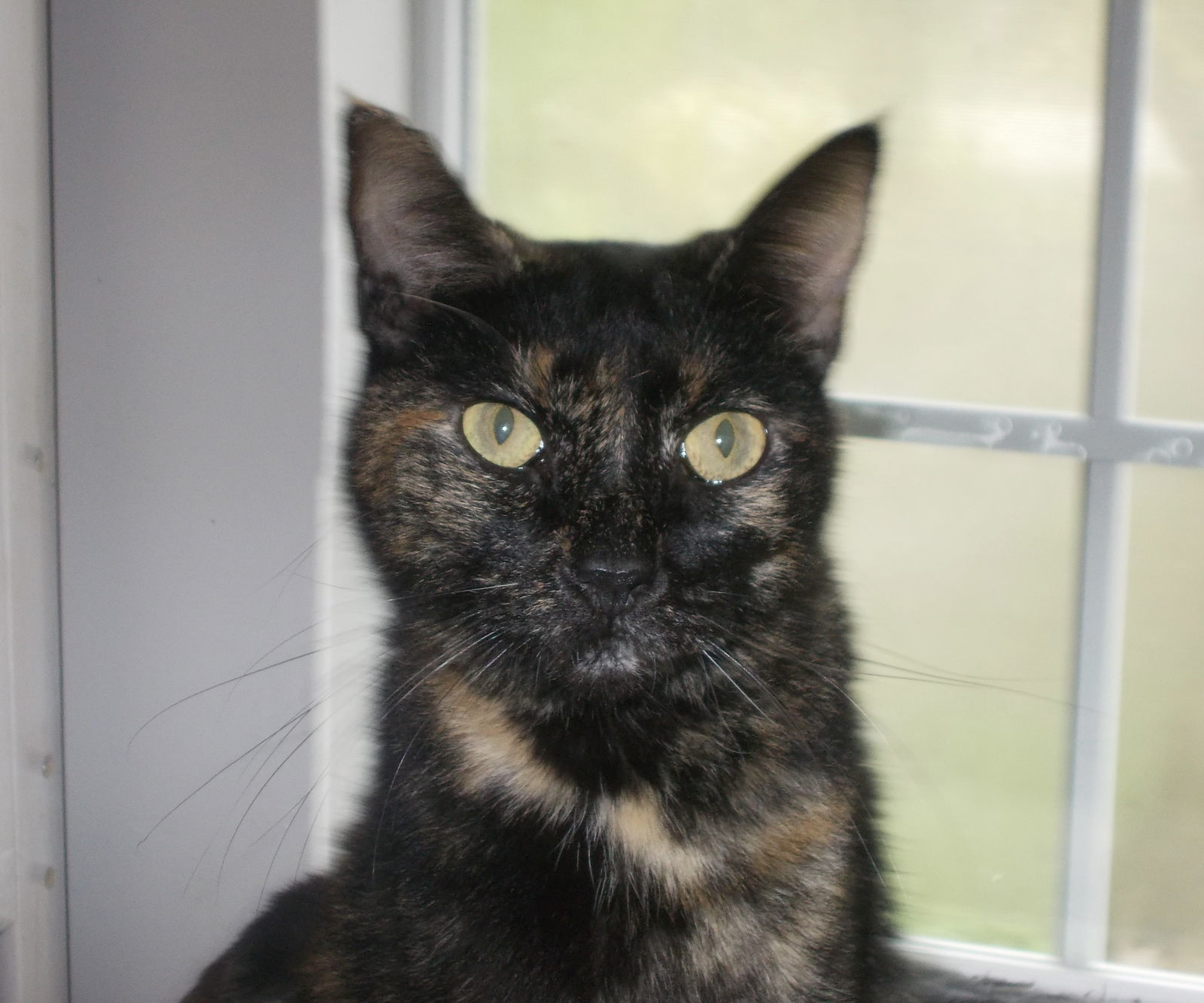 Kori, an adoptable Domestic Short Hair in Naples, FL, 34116 | Photo Image 1