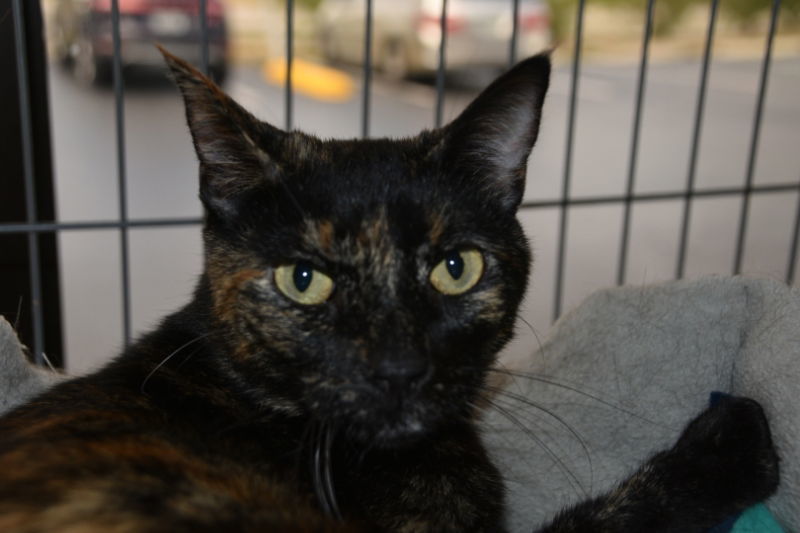 Kori, an adoptable Domestic Short Hair in Naples, FL, 34116 | Photo Image 2