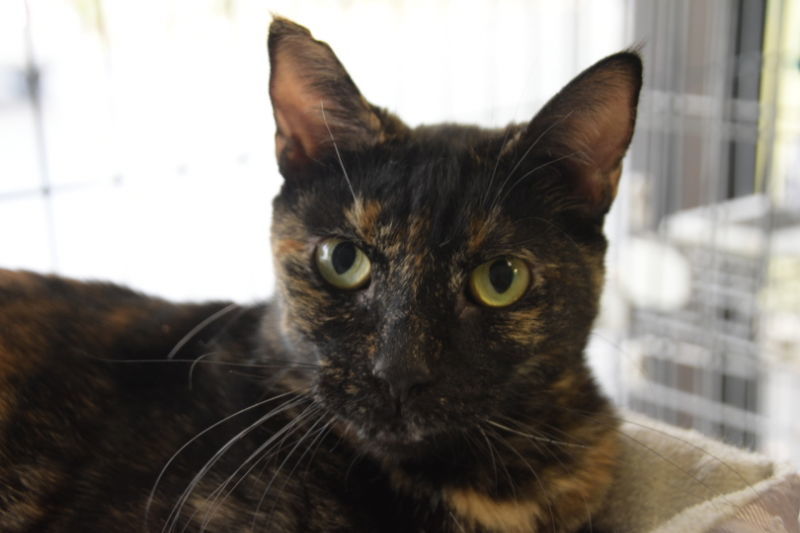 Kori, an adoptable Domestic Short Hair in Naples, FL, 34116 | Photo Image 3