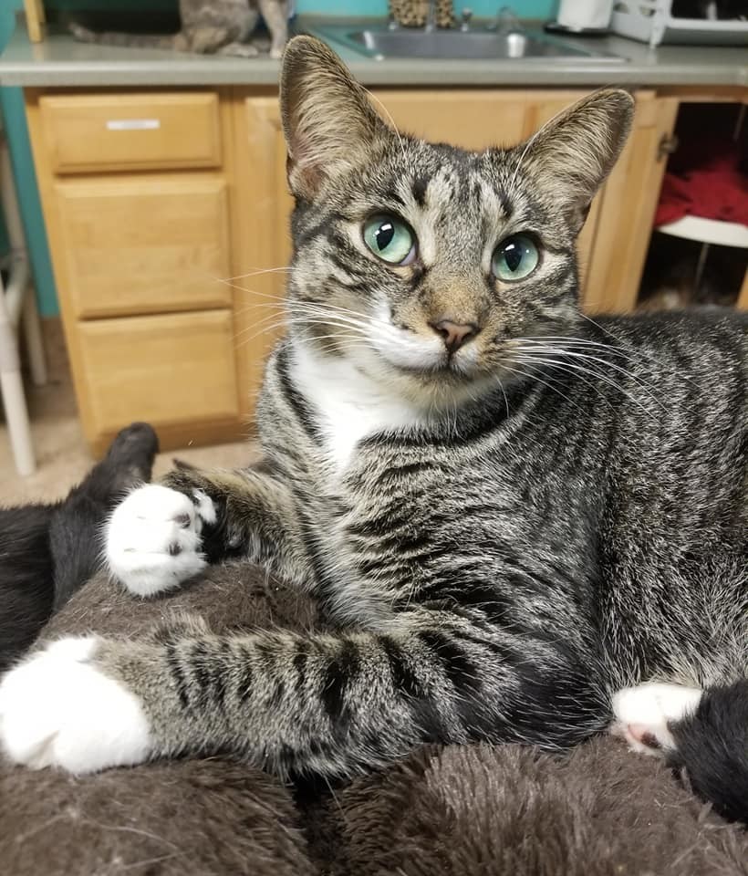 Yoda, an adoptable Tabby in Naples, FL, 34116 | Photo Image 1