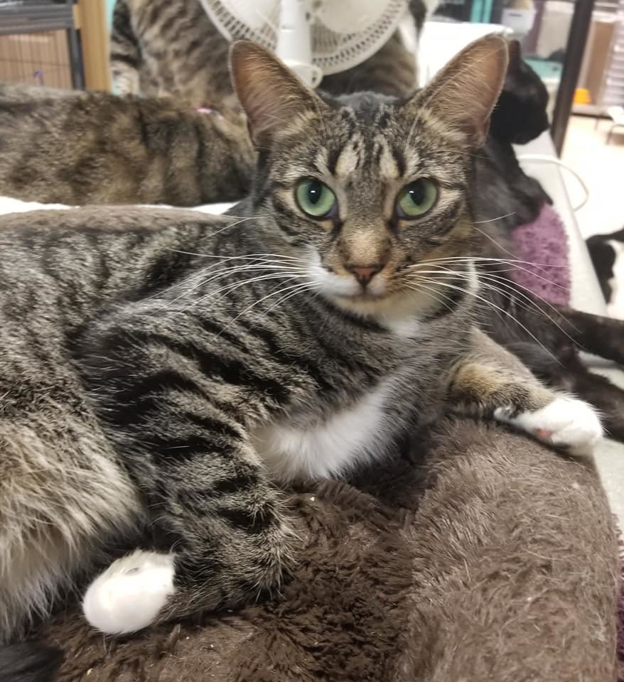 Yoda, an adoptable Tabby in Naples, FL, 34116 | Photo Image 3